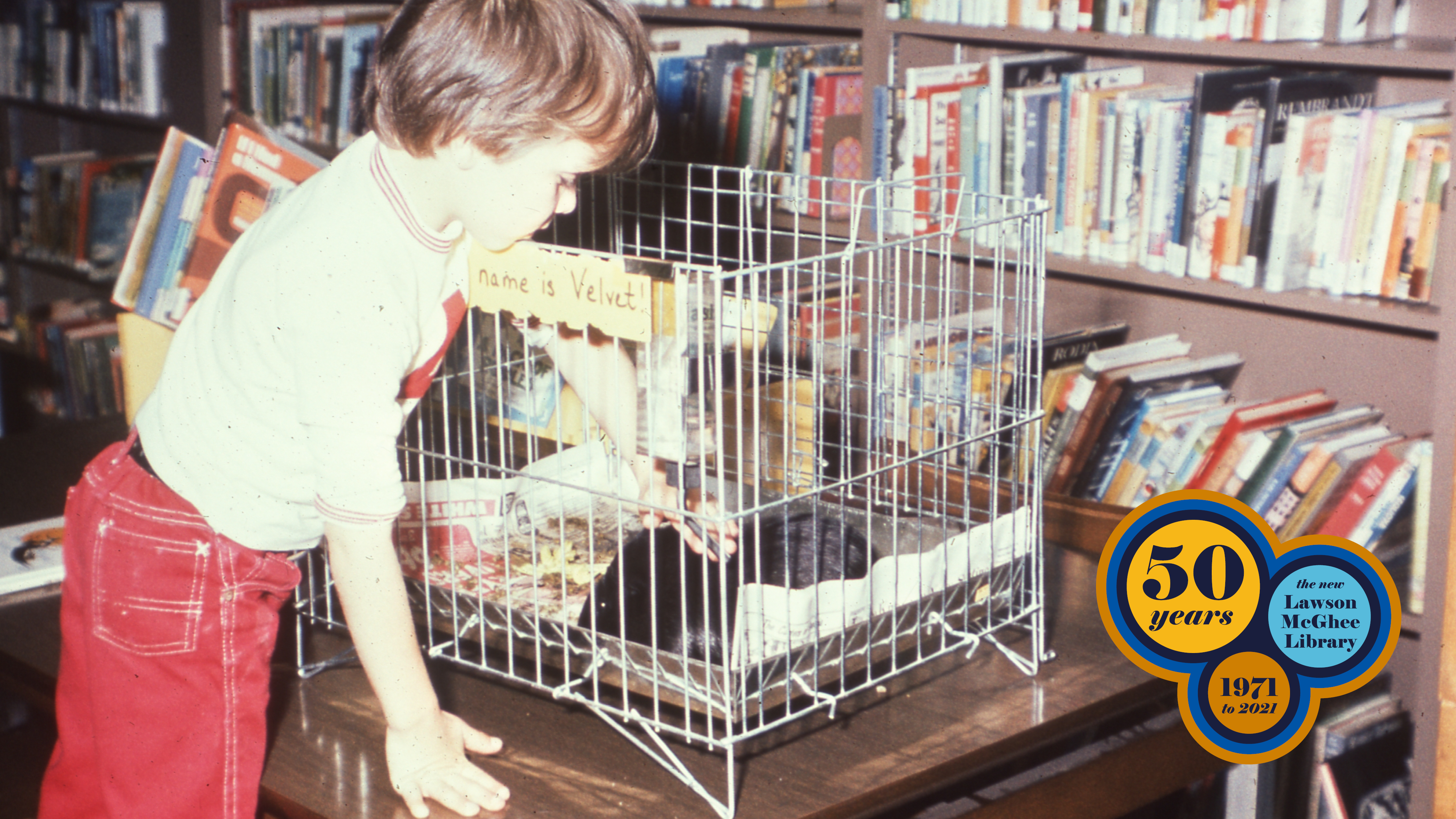 Velvet the library rabbit sits in her cage. 