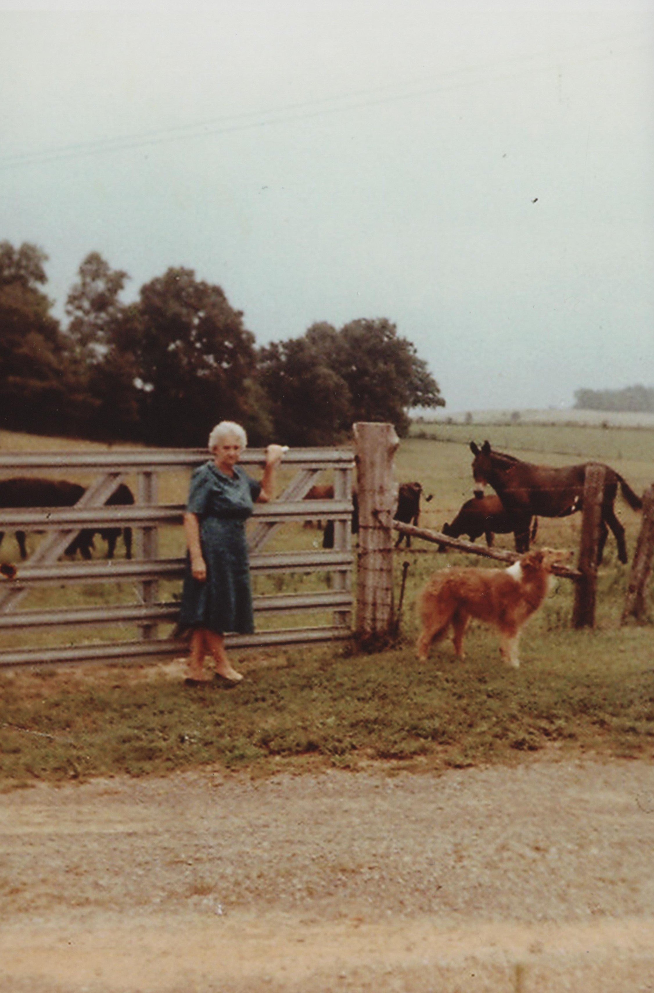 Color photograph of woman with white hair standing near cattle gates with a brown dog nearby, horses in field behind the woman.
