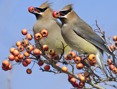 A cedar waxwing and it's mate eat berries. "cedar waxwing birds berries" by watts_photos is licensed under CC BY 2.0.