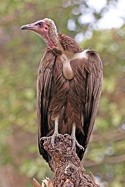A hooded vulture sits on a tree. "Hooded vulture (Necrosyrtes monachus)" by Charles J. Sharp is licensed under CC BY-SA 4.0.