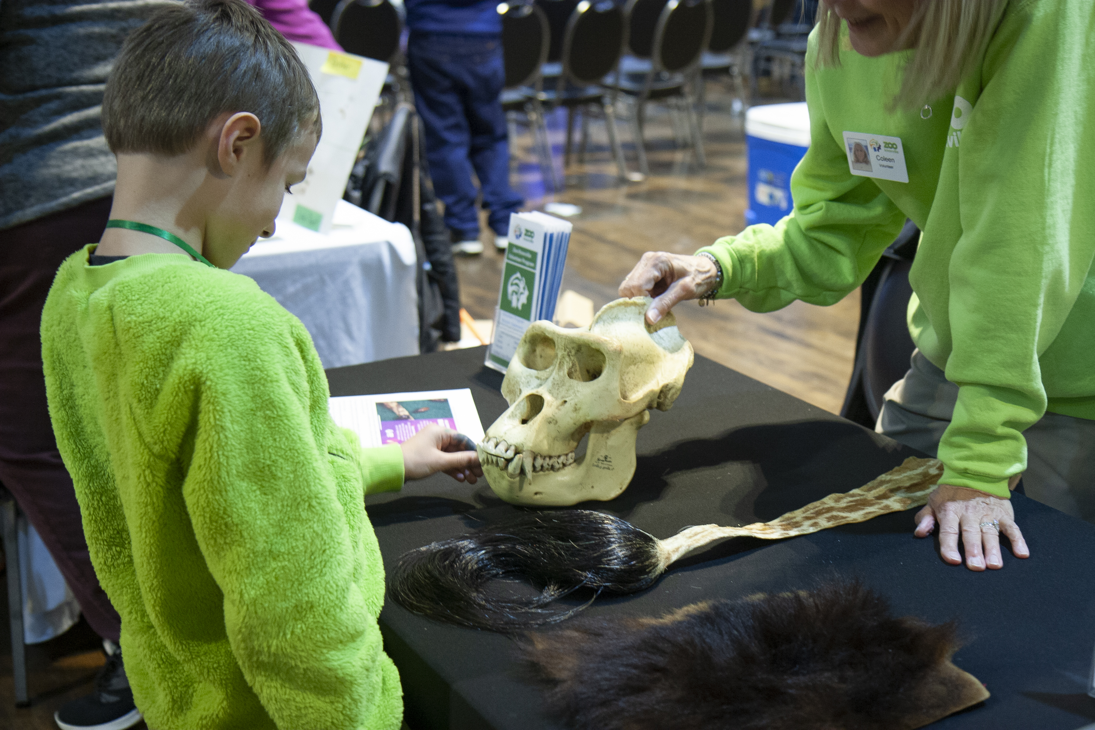 kid examining a primate skull