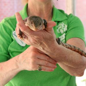 woman holds a lizard for a closeup