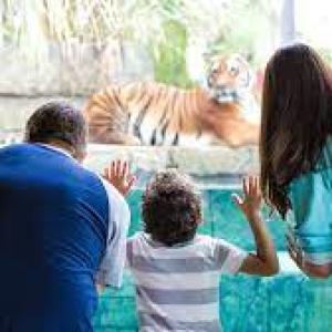 Photo of family watching a tiger at the zoo